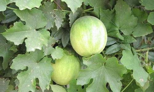 女梦见在瓜地里吃瓜,女子瓜地寻味，揭秘梦境中的甜蜜诱惑