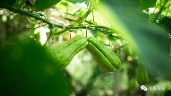 雅安最新吃瓜事件,揭秘背后真相与网络热议