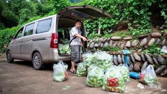 雅安最新吃瓜事件,揭秘背后真相与网络热议