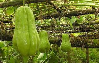 农村吃瓜bgm,瓜香四溢的悠闲时光