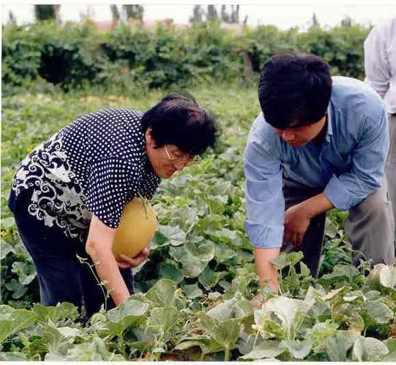 农村吃瓜bgm,瓜香四溢的悠闲时光