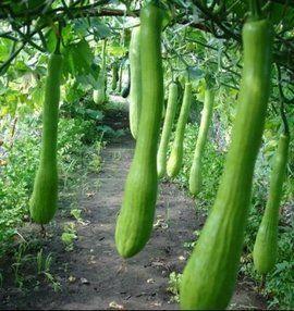 农村吃瓜bgm,瓜香四溢的悠闲时光