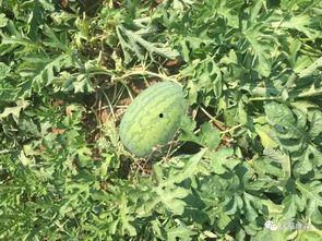 周至吃瓜,揭秘当地特色美食背后的故事