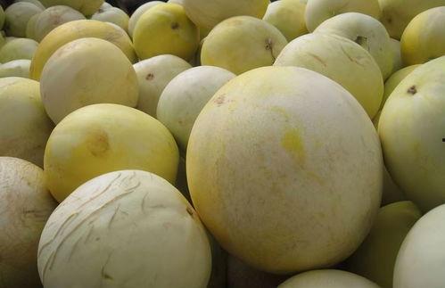 白兰瓜的皮可以吃吗,可食用之谜揭秘