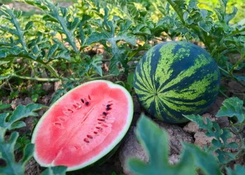 河南是怎么吃瓜