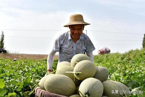 小瓜苦可以吃吗,揭秘其食用安全与口感之谜