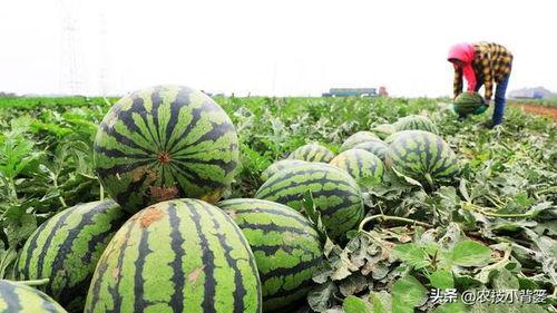 小瓜苦可以吃吗,揭秘其食用安全与口感之谜