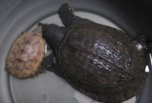 乌龟吃瓜的危害