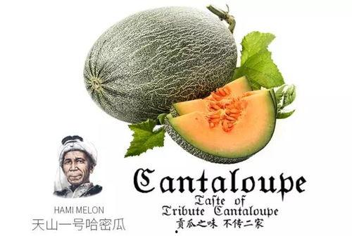 瓜地吃瓜公众号,揭秘瓜界那些事儿