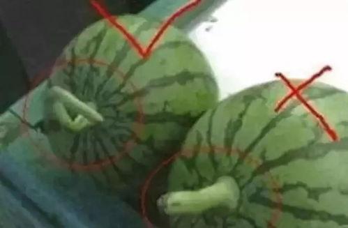 吃瓜小妹的文件,文件内容大起底