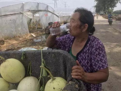 寿光泰华吃瓜,一场吃瓜盛宴背后的故事