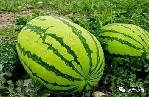 夏天吃瓜的说法