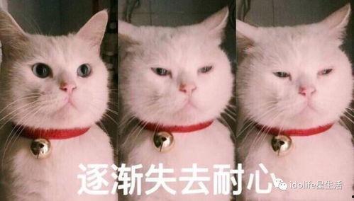 吃瓜表情包两个人,吃瓜表情包演绎的欢乐时光