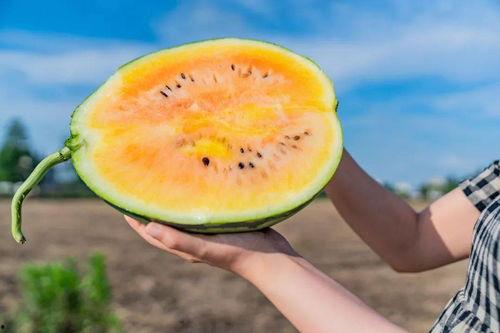 老卡吃瓜