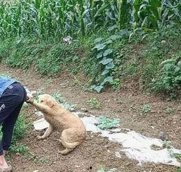 吃瓜系统现代沙雕